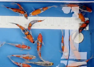 Japanese Koi Standard