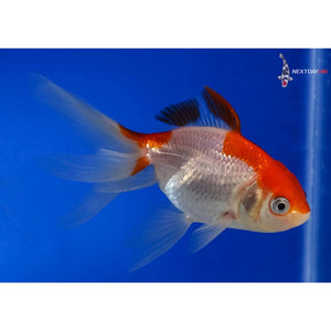 Sarasa (Red & White) Fantail Goldfish