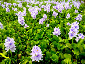 Water Hyacinth (STRAWBERRY OR DWARF)