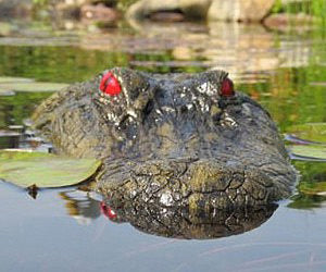 Floating Alligator Decoy
