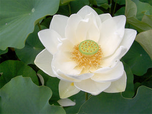 Lotus - Asiatic Alba Grandiflora White