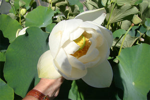 Lotus - Asiatic Alba Grandiflora White