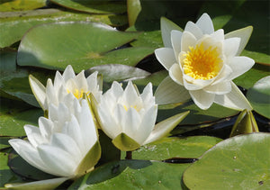 Dwarf and Miniature Hardy Water Lilies
