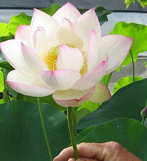 Lotus - Chawan Basu
