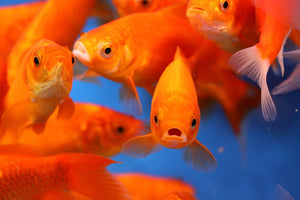 Orange or White Comet Goldfish