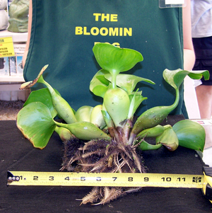 Water Hyacinth (STANDARD)
