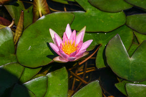 Dwarf and Miniature Hardy Water Lilies