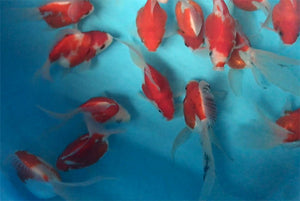 Japanese Tamasaba Goldfish
