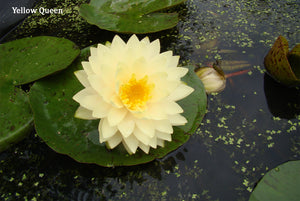 Yellow Hardy Water Lily