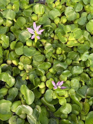 Water Hyacinth Compact (STRAWBERRY)