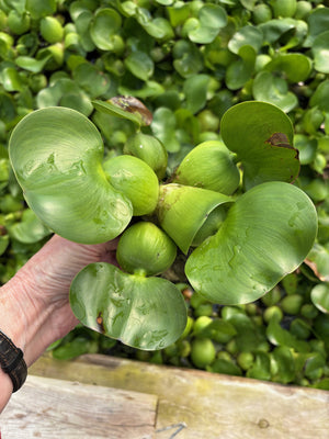 Water Hyacinth Compact (STRAWBERRY)