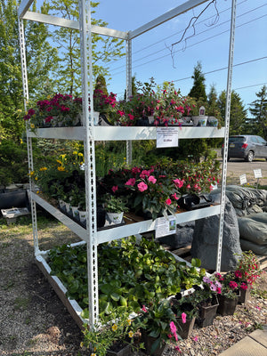 Annual Garden Plants