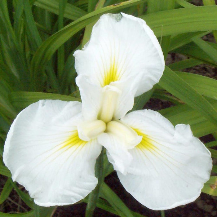 Iris 'Mt. Fuji'