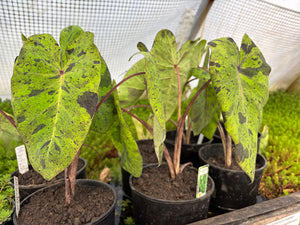 Taro 'Mojito'