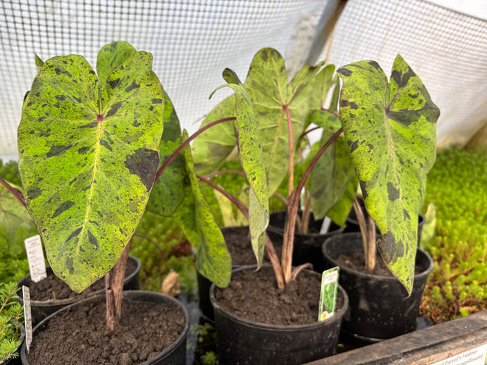 Taro 'Mojito'
