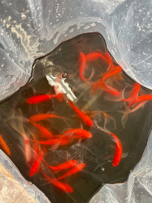 Orange Comet Goldfish