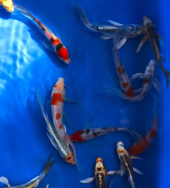 Thailand Butterfly Koi
