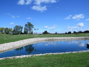 True Blue Pond Dye