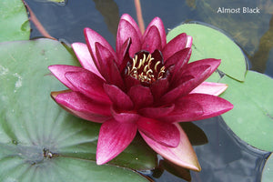 Red Hardy Water Lily