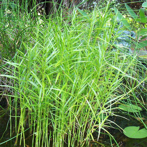 Dwarf Water Bamboo