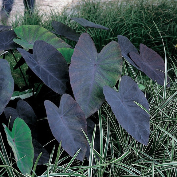 Taro 'Black Coral'