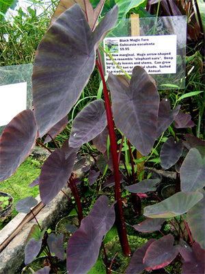 Taro 'Black Coral'