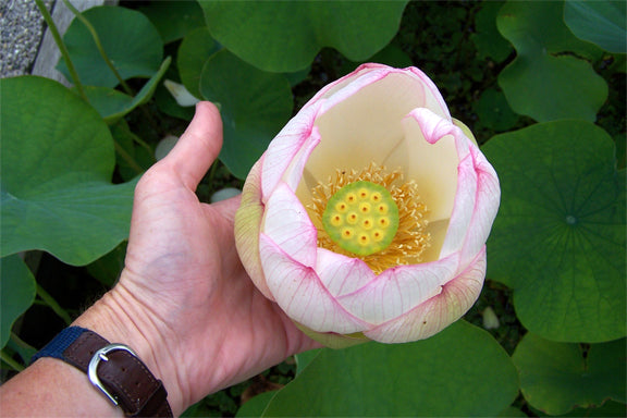 Lotus chawan Basu medium Size Water Plant Bare Root Tuber 