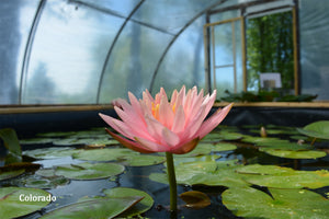 Peach Hardy Water Lily