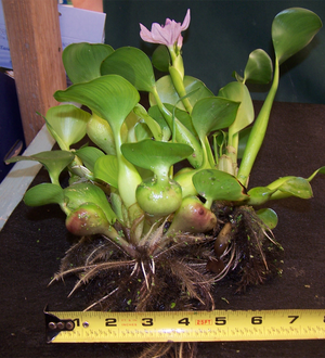 Water Hyacinth (STRAWBERRY OR DWARF) PROMO