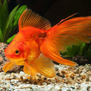 Red Fantail Goldfish