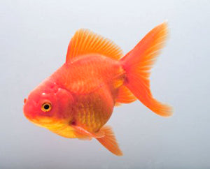 Red Fantail Goldfish
