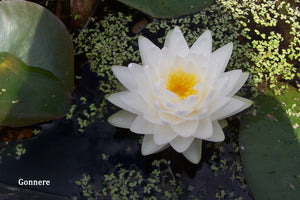 White Hardy Water Lily