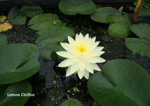 Yellow Hardy Water Lily