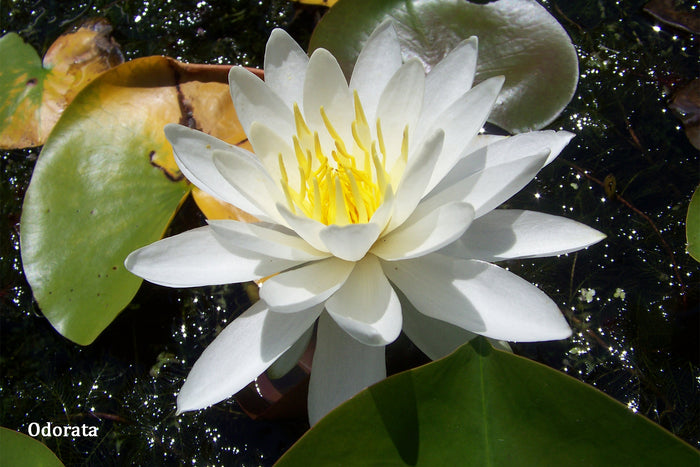 White Hardy Water Lily