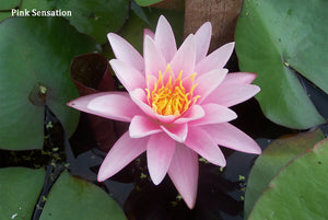 Pink Hardy Water Lily