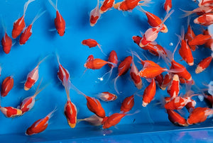 Japanese Tamasaba Goldfish