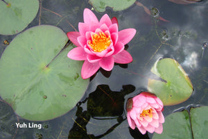 Pink Hardy Water Lily